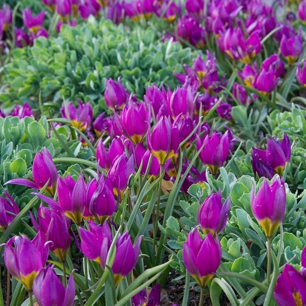  Tulip Humilis 'Eastern Star'