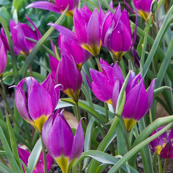  Tulip Humilis 'Eastern Star'