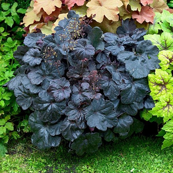  Four Of A Kind Heuchera