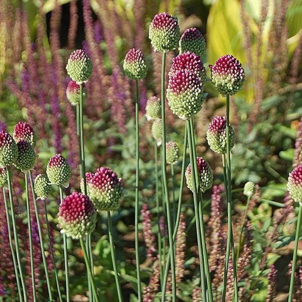  Allium Sphaerocephalon