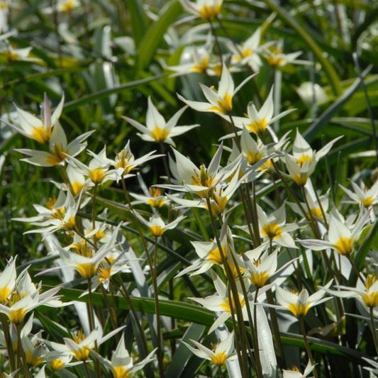  Tulip Turkestanica