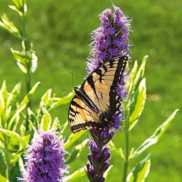  Butterfly Magnet Perennial Collection