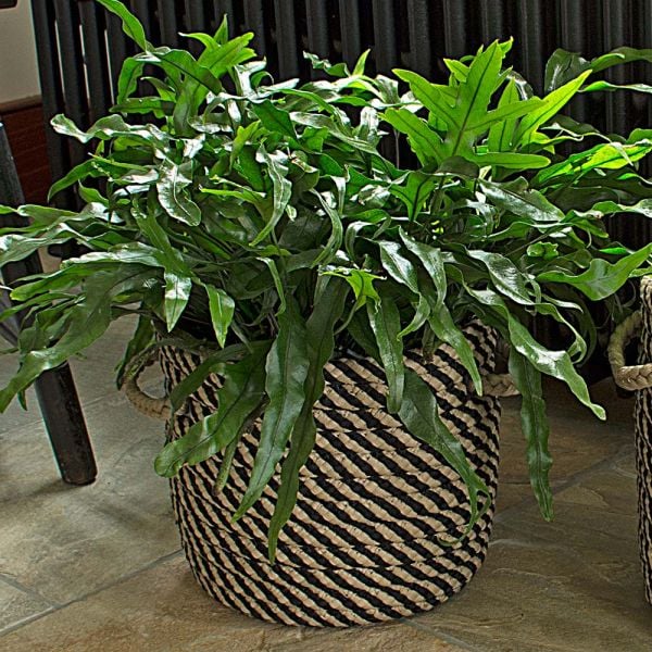  Black & Tan Rope Basket, Small