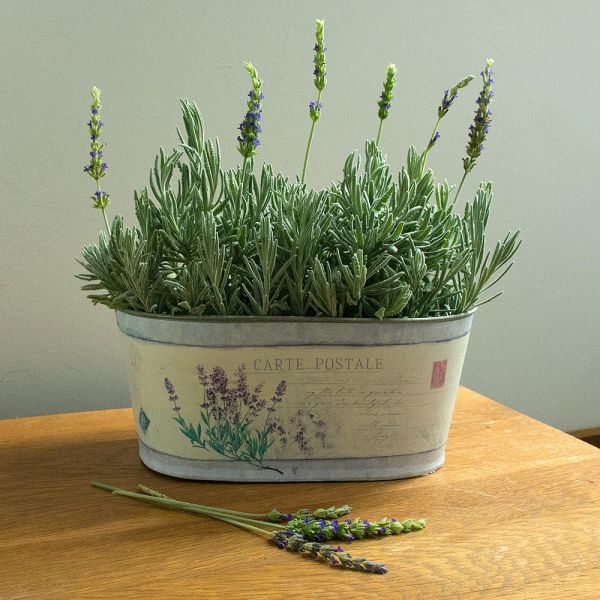  Lavender 'Goodwin Creek Grey' In Decorative Metal Cachepot