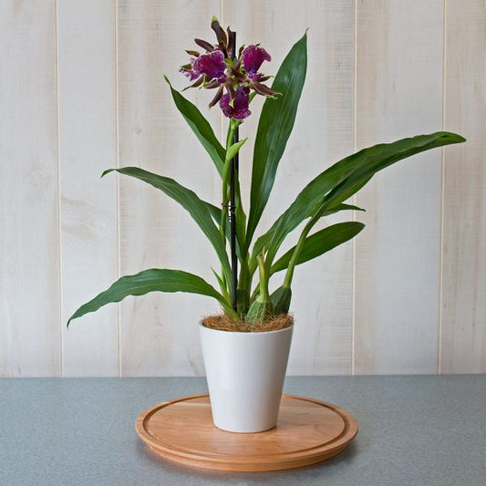  Zygopetalum Orchid 'Red Bird'