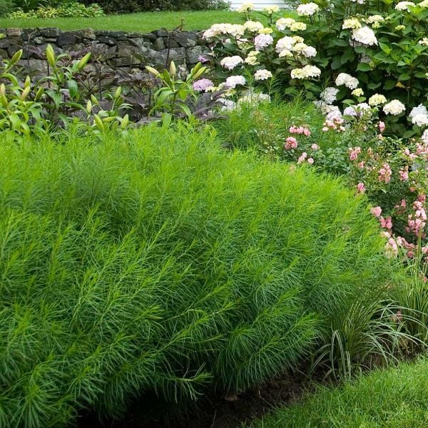  Amsonia Hubrichtii