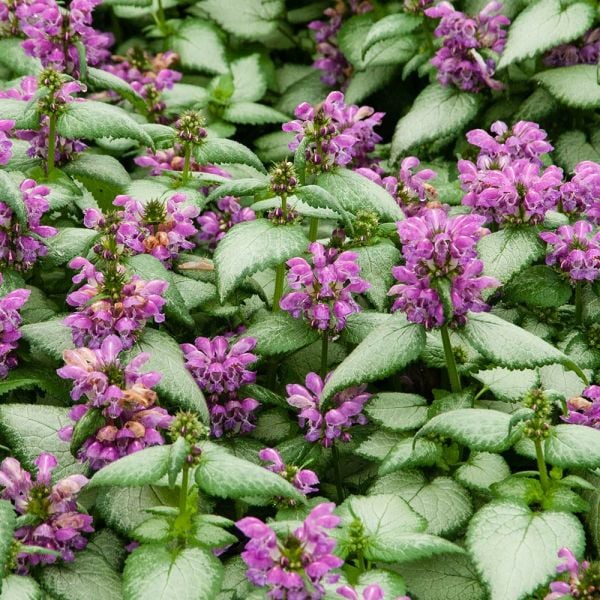  Lamium Maculatum 'Purple Dragon'