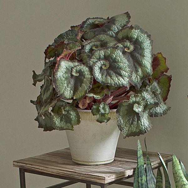  Begonia 'Escargot' In Farnham Pot And Saucer