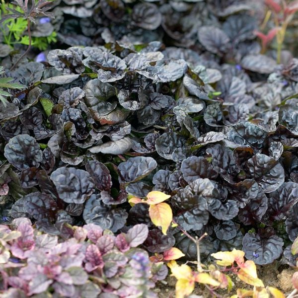  Ajuga Reptans 'Black Scallop'