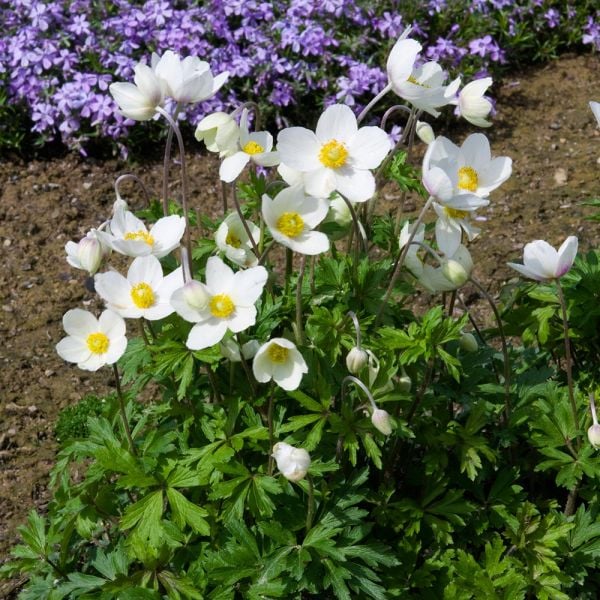  Anemone Sylvestris