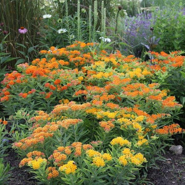  Asclepias Tuberosa Gay Butterflies Mix