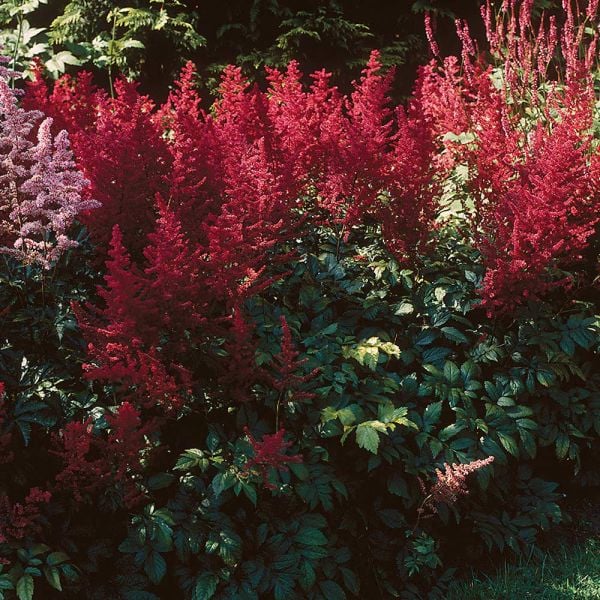  Astilbe X Arendsii 'Fanal'