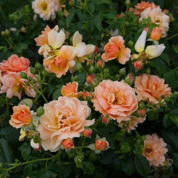  Rose At Last®