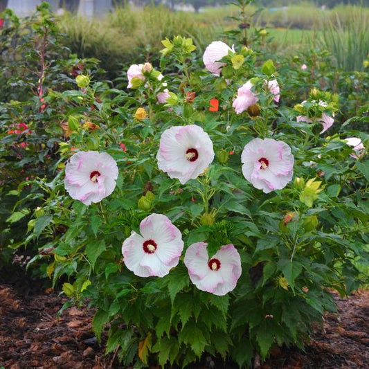  Hibiscus Summerific® 'Ballet Slippers'