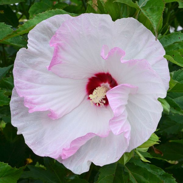  Hibiscus Summerific® 'Ballet Slippers'