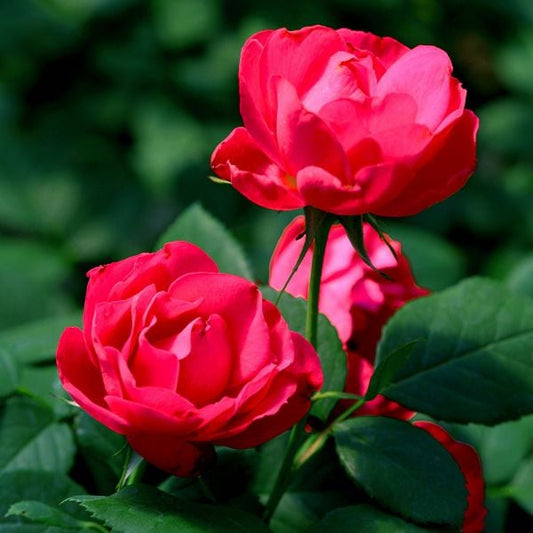  Rose Oso Easy® Double Red