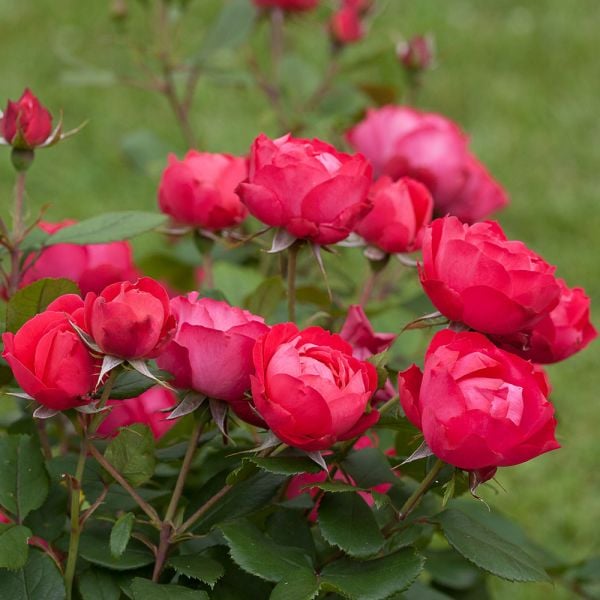  Rose Oso Easy® Double Red