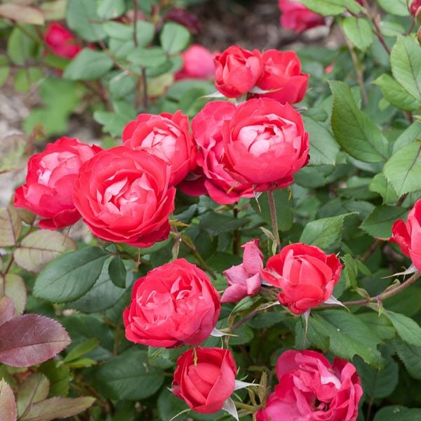  Rose Oso Easy® Double Red