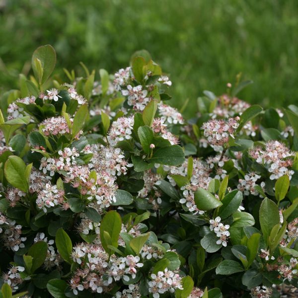  Aronia Melanocarpa Low Scape® Mound