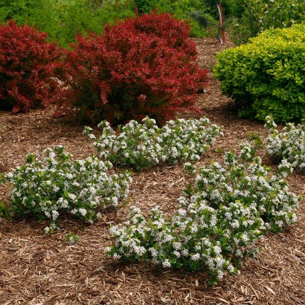  Aronia Melanocarpa Low Scape® Mound