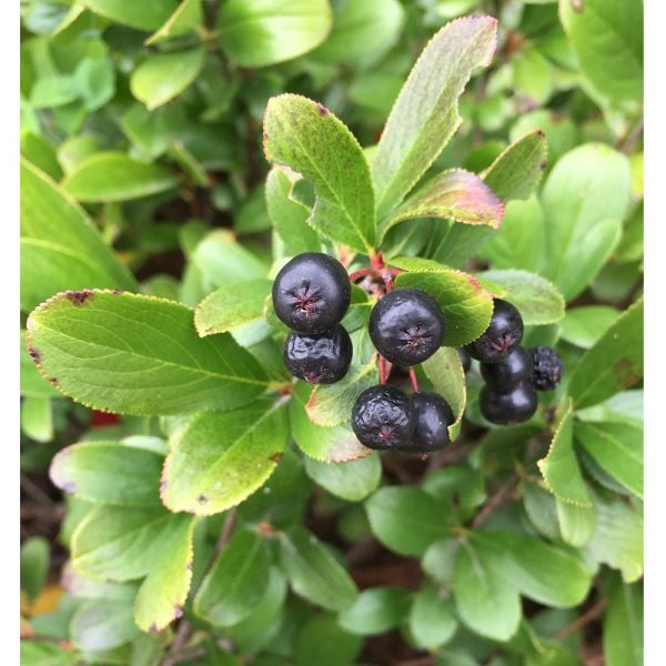  Aronia Melanocarpa Low Scape® Mound