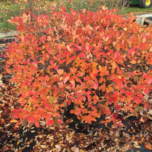  Aronia Melanocarpa Low Scape® Mound