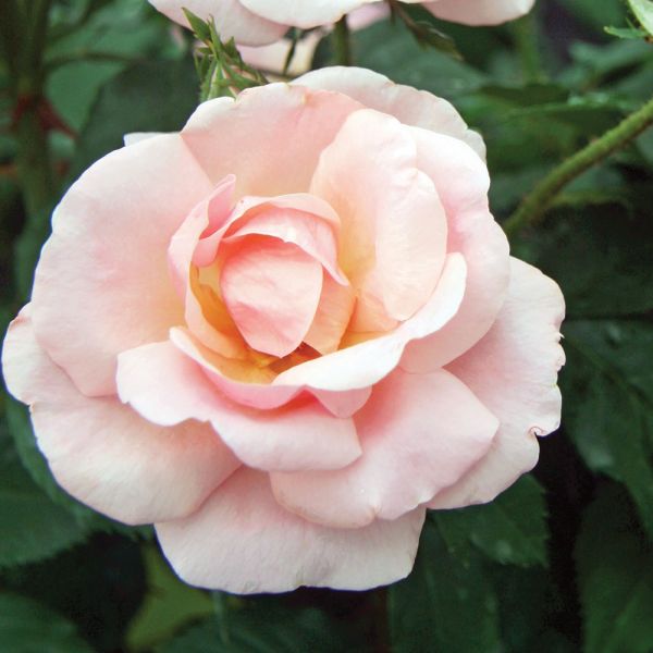  Rose Peachy Knock Out®