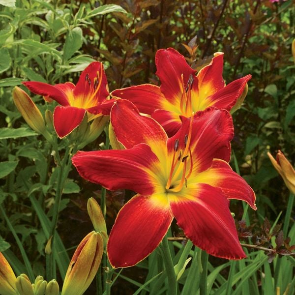  Hemerocallis (Daylily) 'All American Chief'
