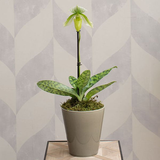  Green Lady's Slipper Orchid In 4½" Ceramic Cachepot