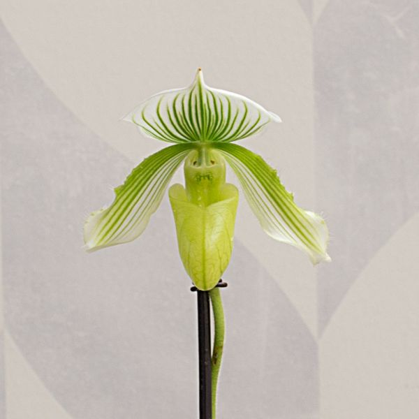  Green Lady's Slipper Orchid In 4½" Ceramic Cachepot
