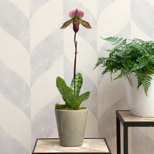  Burgundy Lady's Slipper Orchid In 4½" Ceramic Cachepot