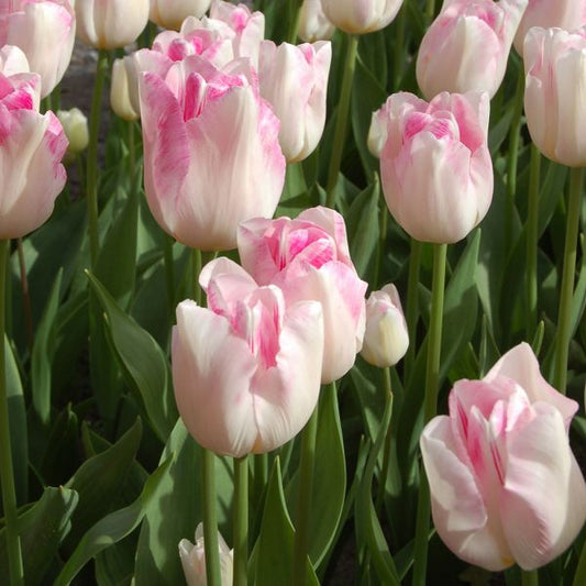  Tulip 'Infinity'