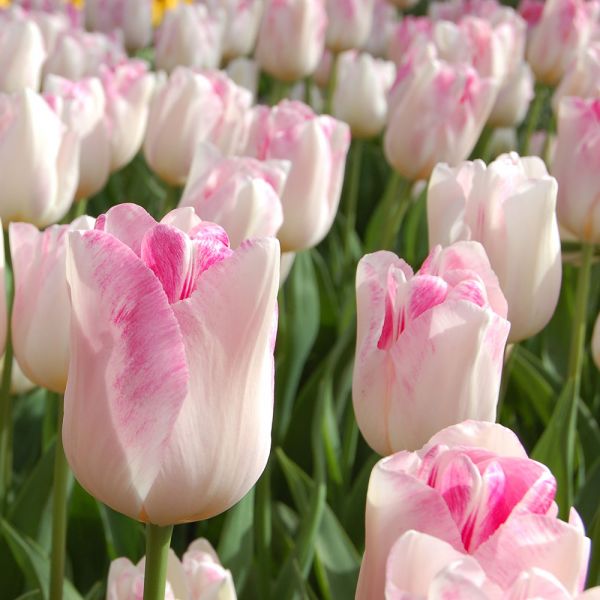  Tulip 'Infinity'