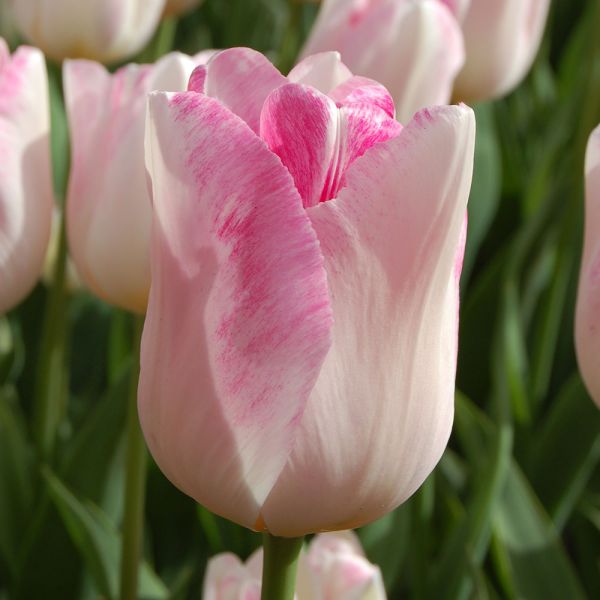  Tulip 'Infinity'