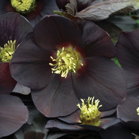  Helleborus Honeymoon® 'New York Night'