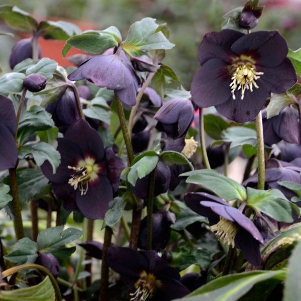  Helleborus Honeymoon® 'New York Night'