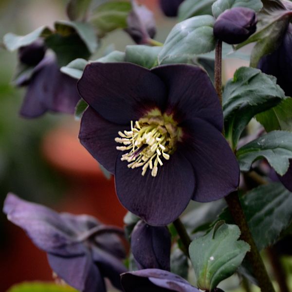  Helleborus Honeymoon® 'New York Night'