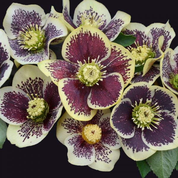  Helleborus Honeymoon® 'Rio Carnival'