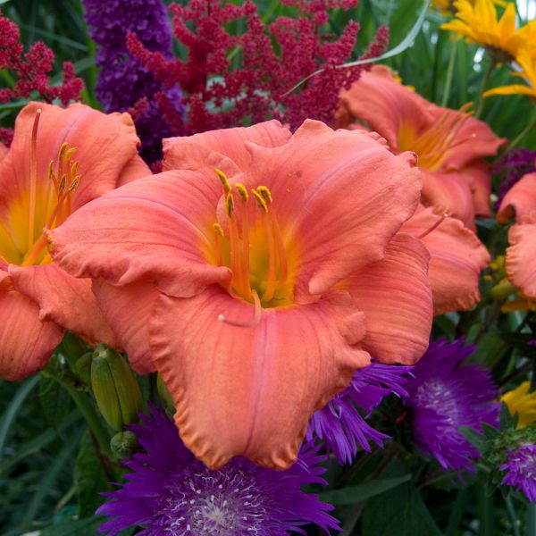  Hemerocallis (Daylily) 'South Seas' - Reblooming