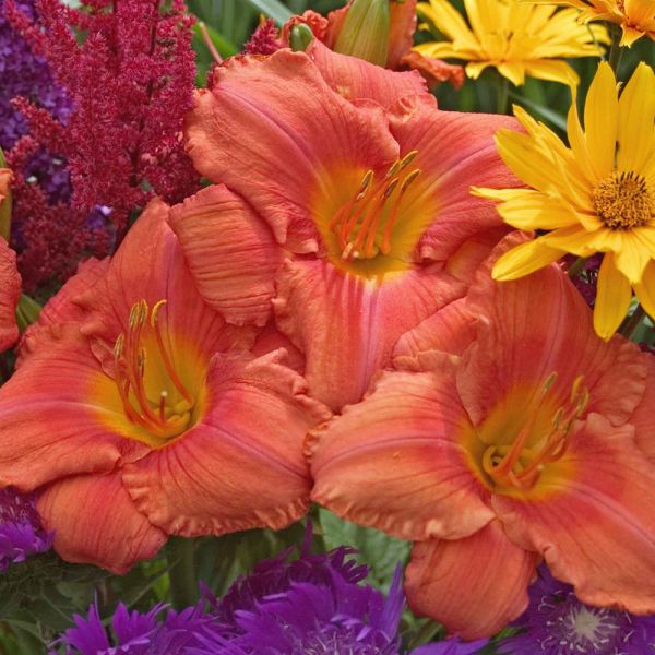  Hemerocallis (Daylily) 'South Seas' - Reblooming