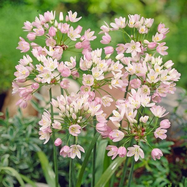 A Big Mix Of Little Alliums