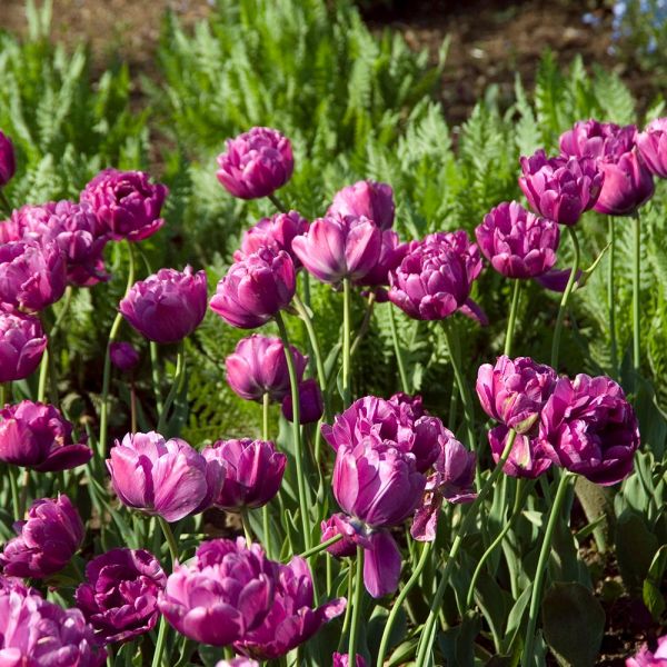  Tulip 'Blue Diamond'