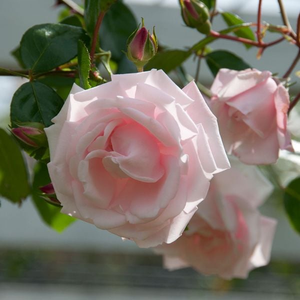  Rose 'New Dawn'
