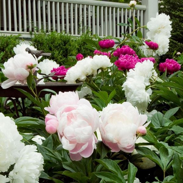  Old-Time Peony Collection