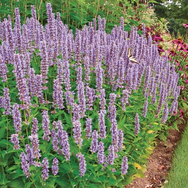  Pollinator Garden For Sun