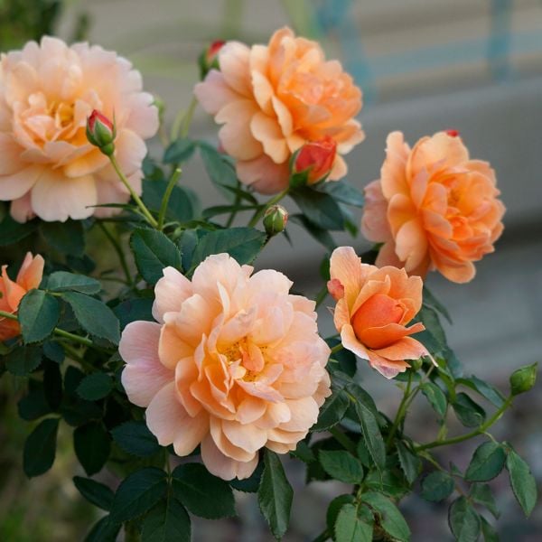  Rose At Last®