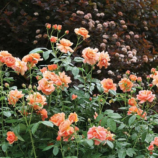  Rose At Last®