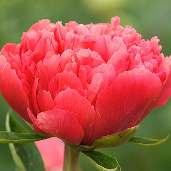  Peony 'Lorelei'