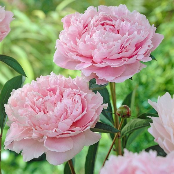  Peony 'Sarah Bernhardt'