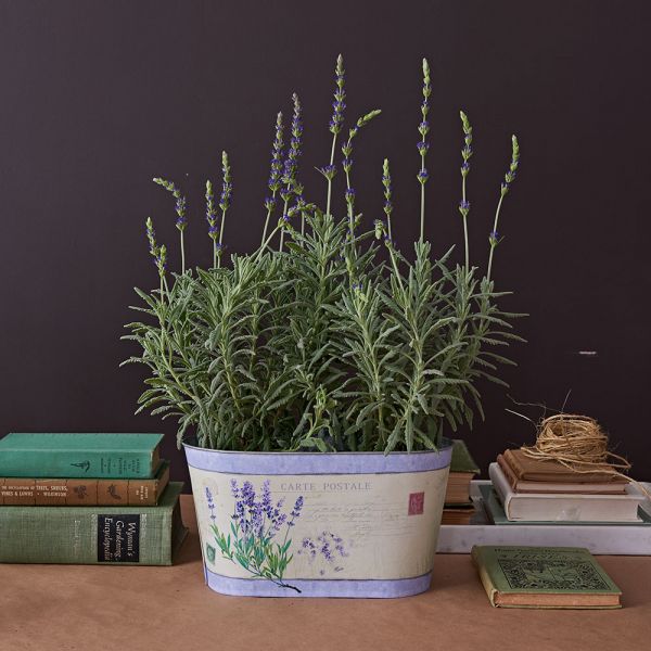 Lavender 'Goodwin Creek Grey' In Decorative Metal Cachepot